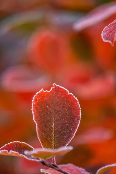 Beautiful Red Aronia Leaves Frosty Edge Morning Sceney Garden Autumn — Stock Photo, Image