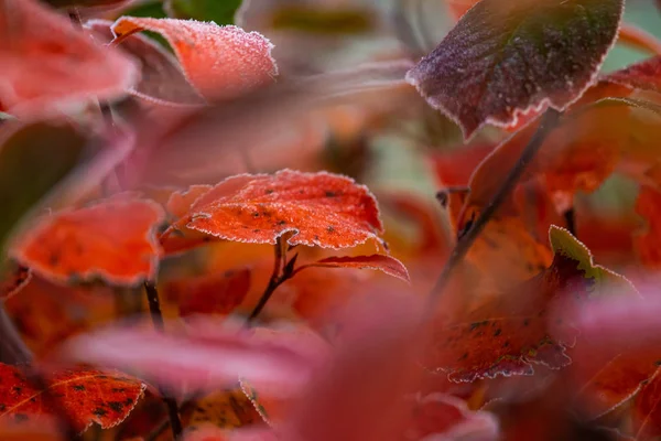 Vackra Röda Aronia Blad Med Frostig Kant Morgonscenen Trädgården Höstmorgon — Stockfoto