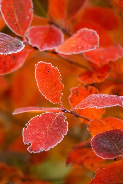 Schöne Rote Aronia Blätter Mit Einem Frostigen Rand Morgenstimmung Garten — Stockfoto