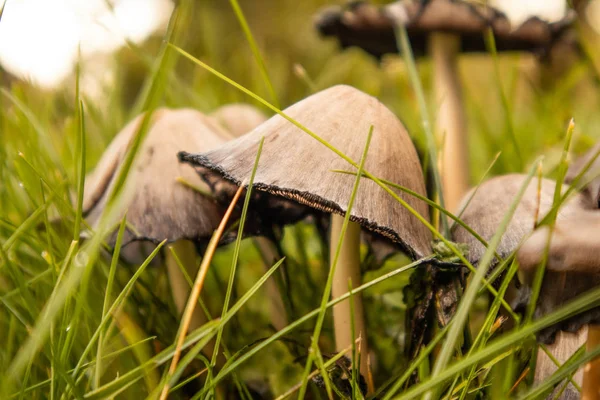 Een Bos Bruine Paddenstoelen Die Groeien Het Gras Van Tuin — Stockfoto