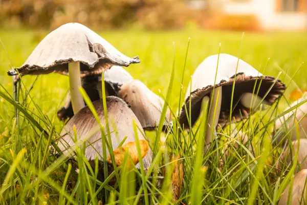 Een Bos Bruine Paddenstoelen Die Groeien Het Gras Van Tuin — Stockfoto