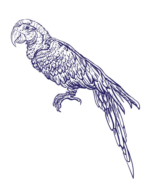 Croquis dessiné à la main vintage exotique oiseau tropical perroquet aras. Illustration vectorielle objet isolé — Image vectorielle