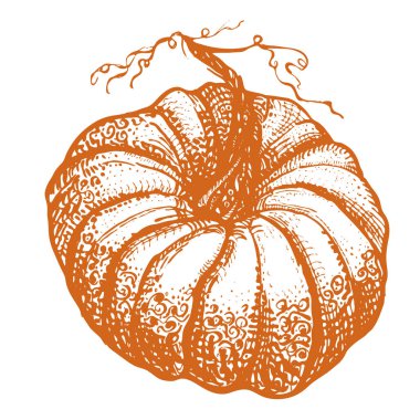 Halloween veya Şükran için el çizilmiş stilize dantelli Doodle kabak.