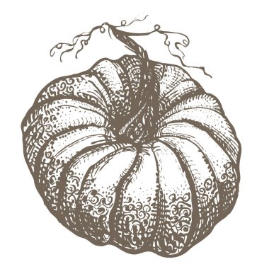Halloween veya Şükran için el çizilmiş stilize dantelli Doodle kabak.