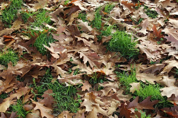 Hojas Roble Roble Otoño Hojas Fondo —  Fotos de Stock