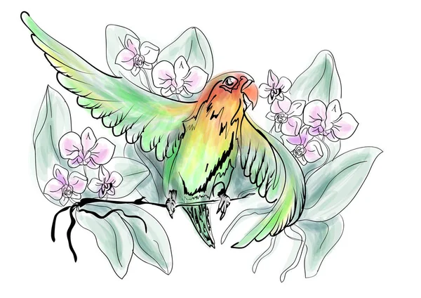 Papagali Lovebird Flori Fundal Alb — Vector de stoc