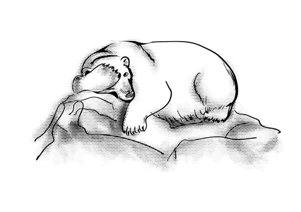 Polar Bear Stone Isolated White Bavkground — Stock Vector