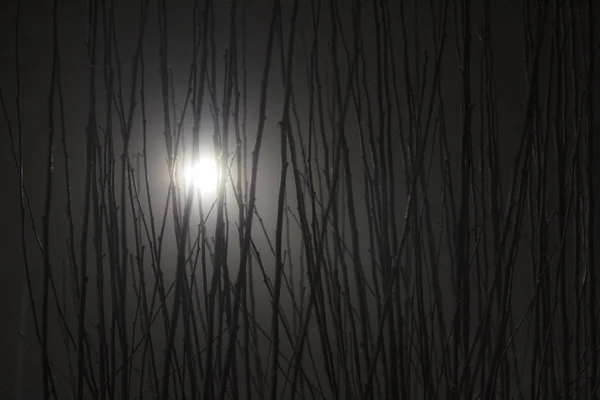 Fond Sombre Effrayant Avec Des Branches Lumière — Photo