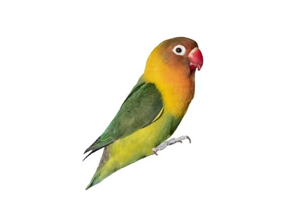 Papagaio Multicolorido Isolado Fundo Branco — Fotografia de Stock