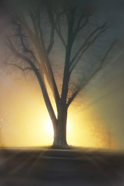 Boom Licht Avond Tijd — Stockfoto