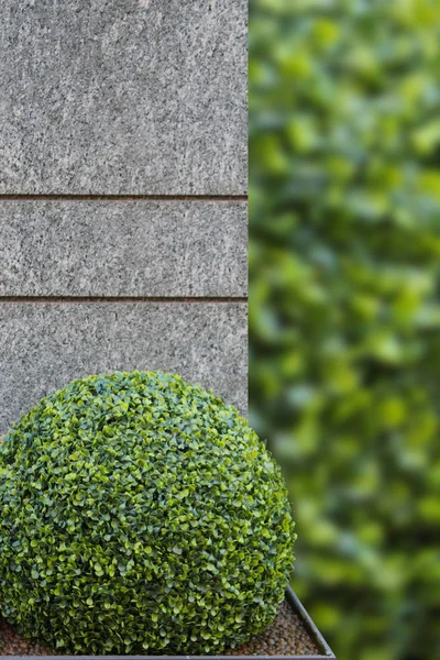 Fondo Con Plantas Piedra Gris —  Fotos de Stock