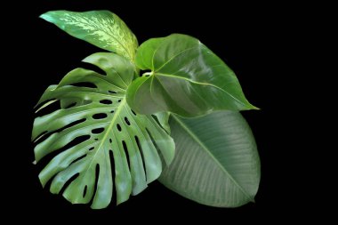 Siyah arkaplanda tropikal yapraklar