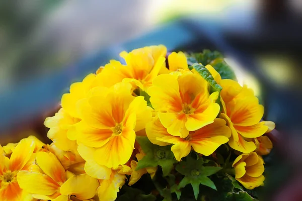 Blooming yellow primula — Stock Photo, Image