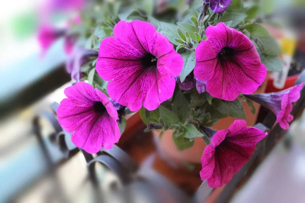 Purple blooming petunia — Stock Photo, Image