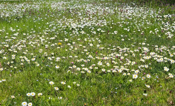 Prado de margarida da primavera — Fotografia de Stock