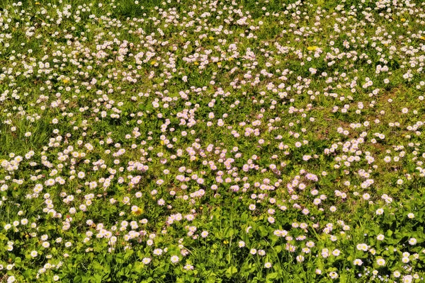 Μαργαρίτα ροζ λουλούδια — Φωτογραφία Αρχείου