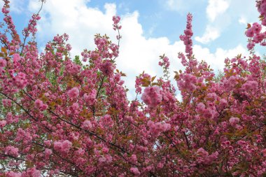 pembe kiraz çiçeklenme