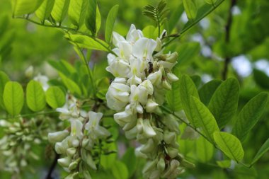 Beyaz akasya çiçek