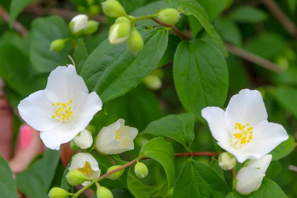 Flores de jasmim e folhas verdes — Fotografia de Stock