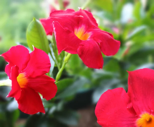 Mandevilla Dipladenia bahçede — Stok fotoğraf