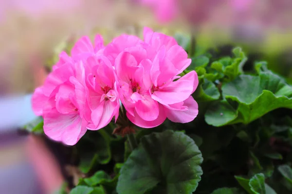 Rosa Geranium pelargonium hortorum mit rosa Blüten — Stockfoto