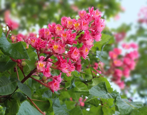 Kızıl bahar çiçeği. Pembe çiçek kestane — Stok fotoğraf