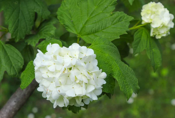 Hólabda Viburnum Hortenzia — Stock Fotó