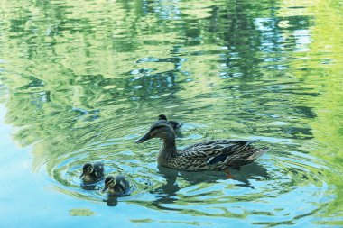 Ördekli yaban ördeği