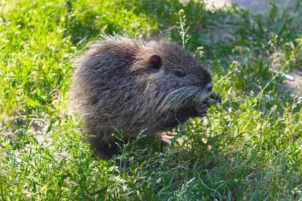 Coypu che annusa cibo. cucciolo di topo muschiato — Foto Stock