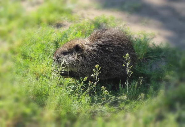 Cucciolo di topo muschiato in cerca di cibo — Foto Stock