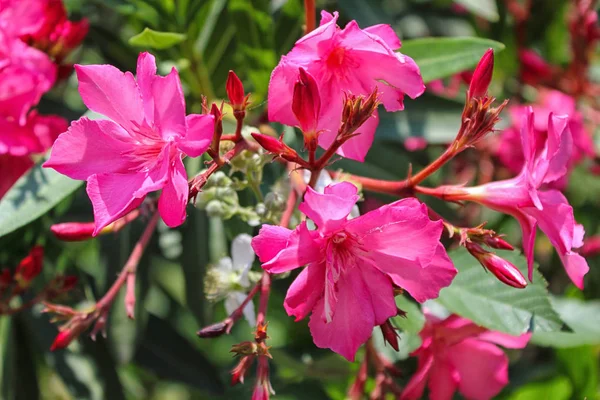 Pink nerium oleander — Stock Photo, Image