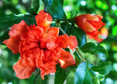 Nar çiçekleri dalı