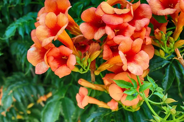 Campsis radicans. flowers of the trumpet vine — Stock Photo, Image