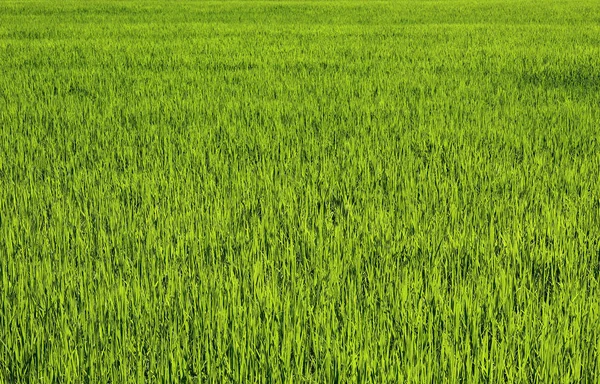 Groen grasveld — Stockfoto