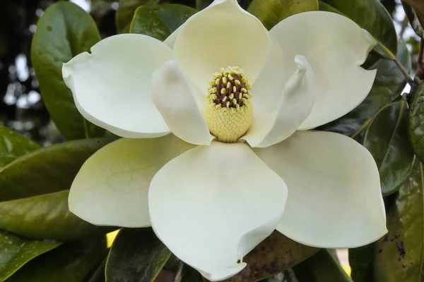 Magnolia flower, Magnolia grandiflora — Stock Photo, Image