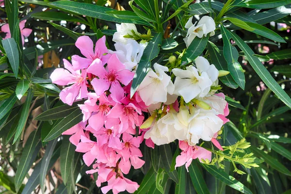 Pembe ve beyaz oleander veya Nerium çiçek — Stok fotoğraf