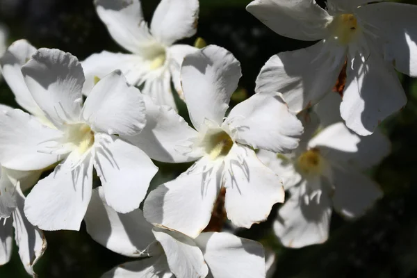 Nerium oleander virágzik — Stock Fotó