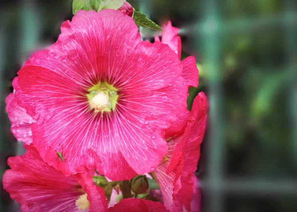 Розовая малва-Сильвестрис — стоковое фото
