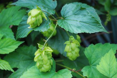 Yeşil taze hop koniler 