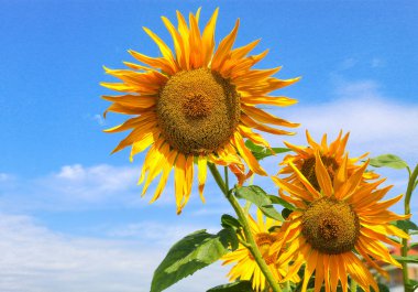 Ayçiçeği çiçekler