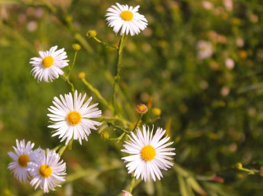 Aster ericoides veya Symphyotrichum ericoides