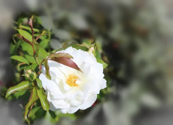 Bahçede çiçek açan bir gül — Stok fotoğraf