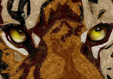 Kaplanın gözleri, kırmızı kaplanın gözleri. Yaklaş..