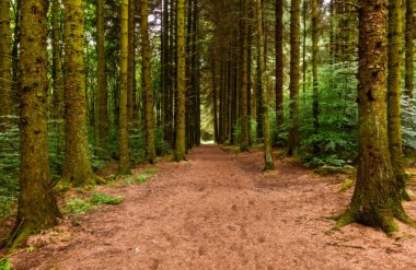 Patika sonbahar orman ağaçları ile