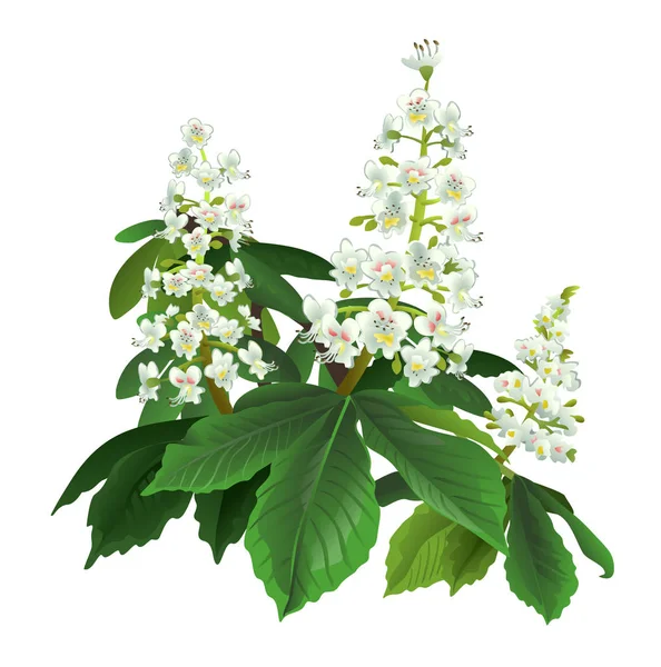 Kasztanowiec Brunch Kwiaty Białym Tle — Wektor stockowy