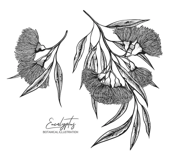 Croquis vectoriel noir et blanc de l'eucalyptus. Éléments de conception pour les invitations de mariage, cartes de vœux, papier d'emballage, emballage cosmétique, étiquettes, étiquettes, citations, blogs, affiches — Image vectorielle