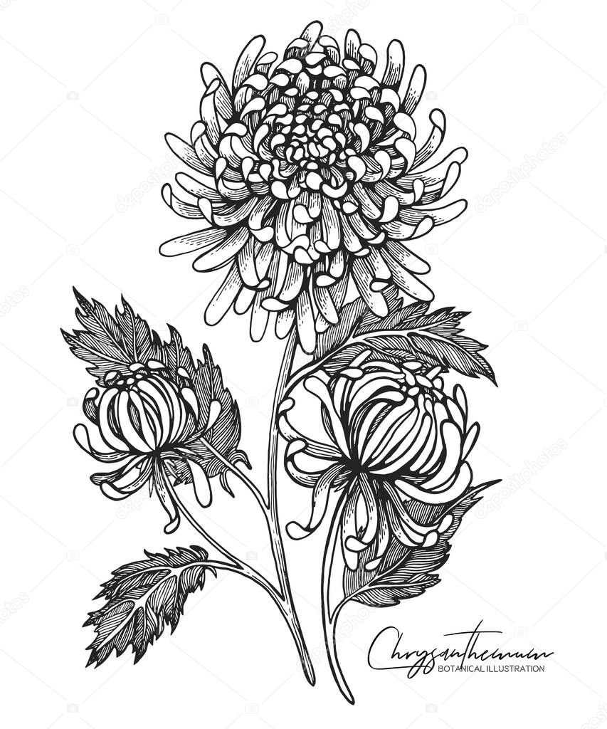 Engraved hand drawn illustrations of chrysanthemum. All element isolated. Design elements for wedding invitations, greeting cards, wrapping paper, cosmetics packaging, labels, tags, quotes, posters.