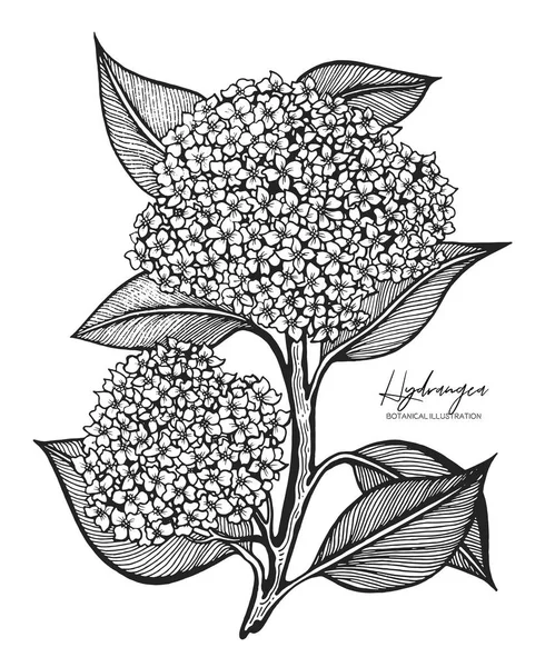 Ingraverad illustration av hortensia isolerad på vit bakgrund. Designelement för bröllopinbjudningar, gratulationskort, omslagspapper, kosmetika förpackningar, etiketter, taggar, citat, Bloggar, affischer. — Stock vektor