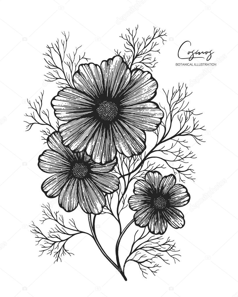 Engraved illustration of cosmos isolated on white background. Design elements for wedding invitations, greeting cards, wrapping paper, cosmetics packaging, labels, tags, quotes, blogs, posters.