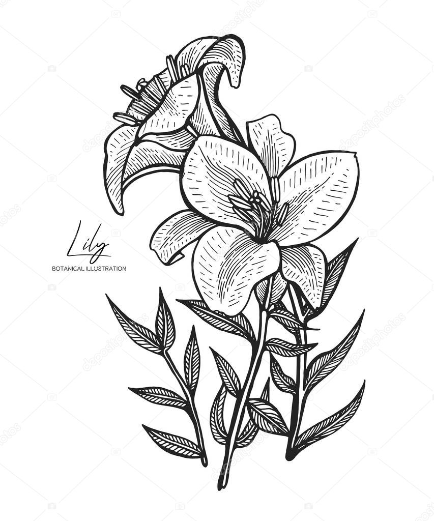 Engraved illustration of lily isolated on white background. Design elements for wedding invitations, greeting cards, wrapping paper, cosmetics packaging, labels, tags, quotes, blogs, posters.